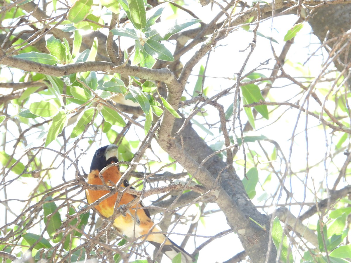 Black-headed Grosbeak - John Amoroso