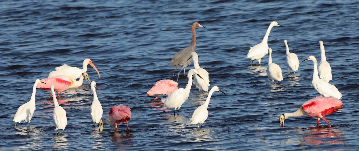 Reddish Egret - Glenn Blaser