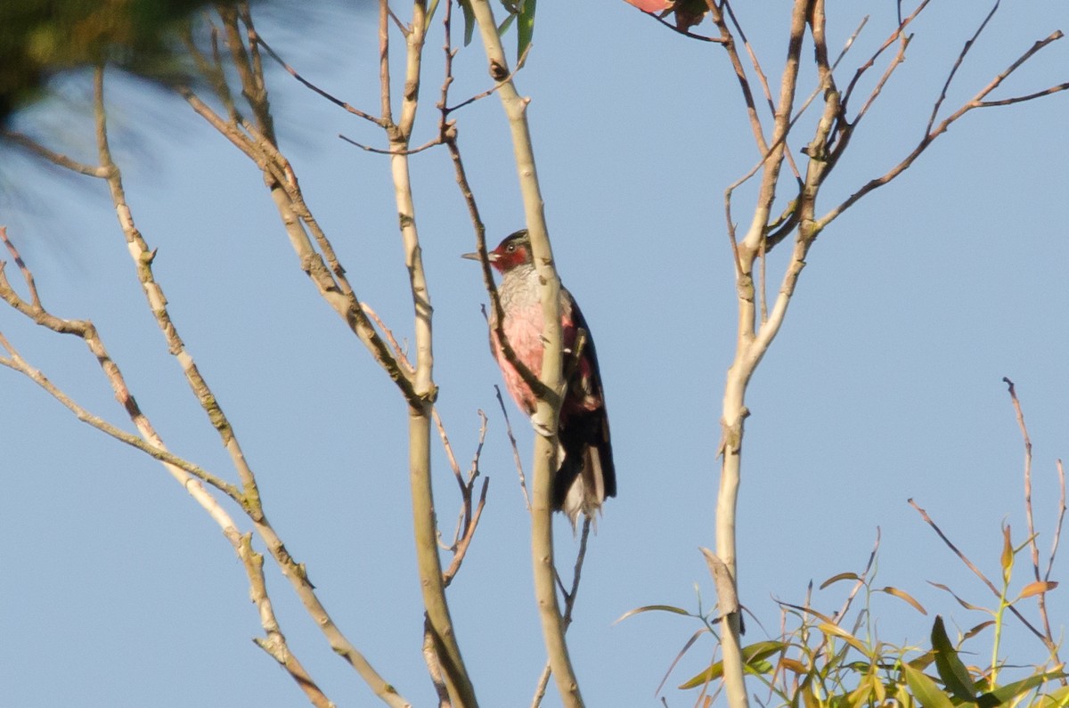 Lewis's Woodpecker - Liam Murphy