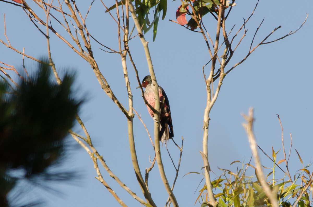 Lewis's Woodpecker - Liam Murphy