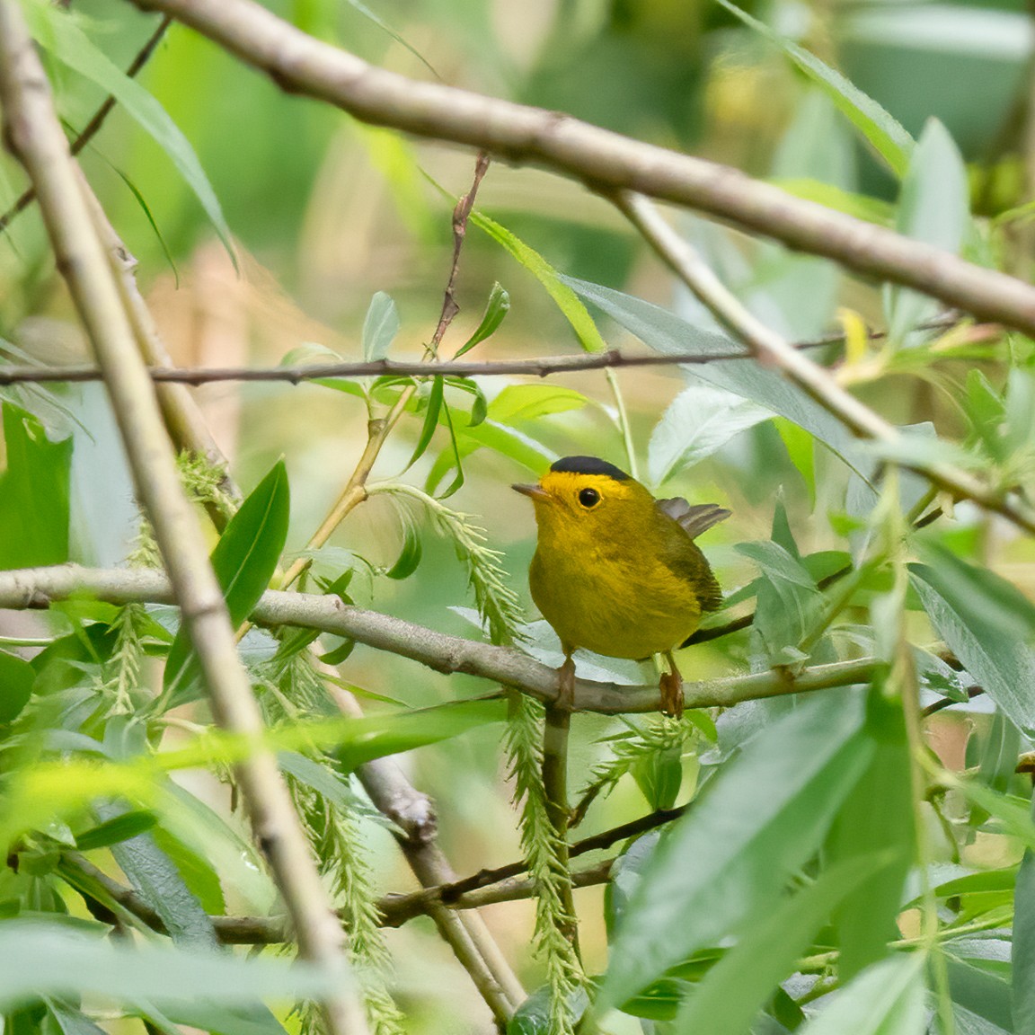 Wilson's Warbler - ML618773191