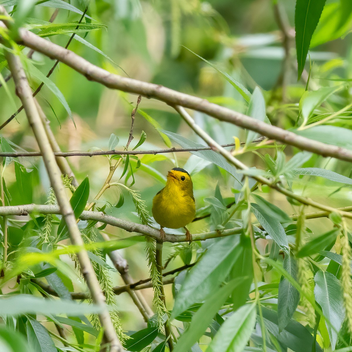 Wilson's Warbler - Anonymous