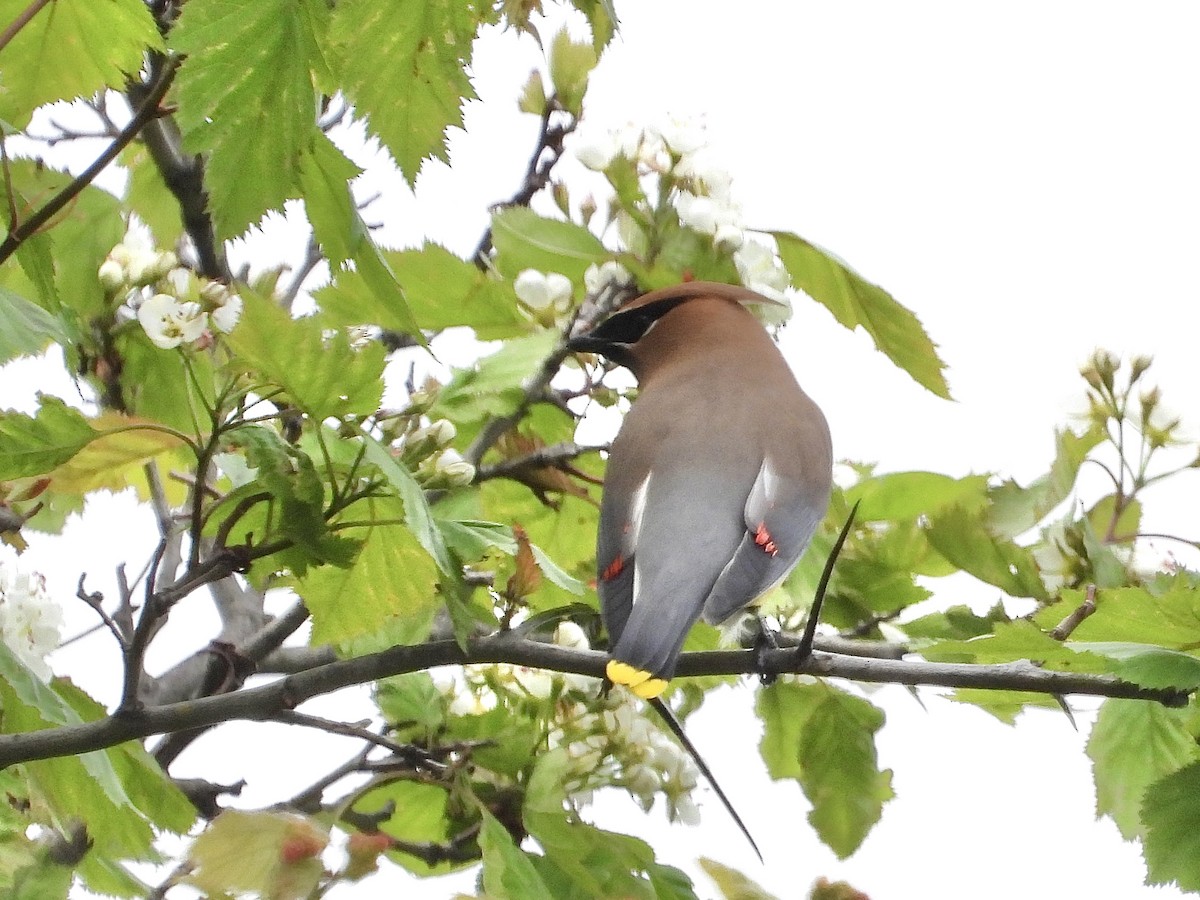 Cedar Waxwing - Pat Hare