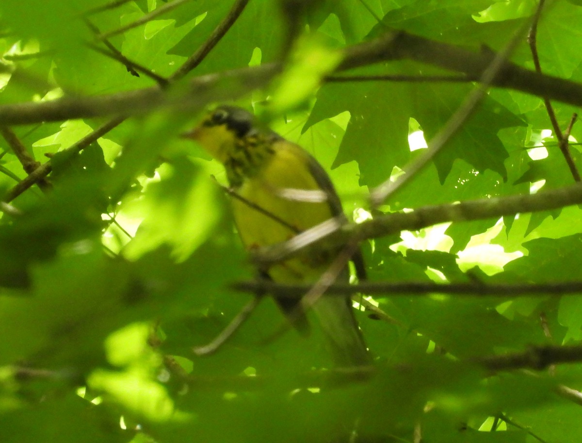 Canada Warbler - ML618773210