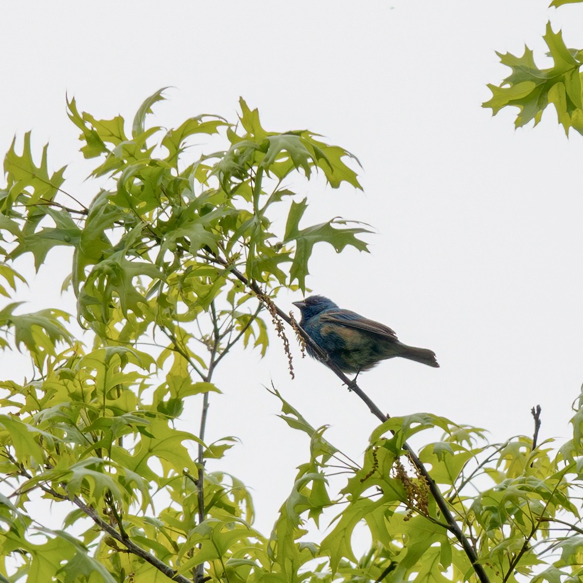 Indigo Bunting - ML618773220