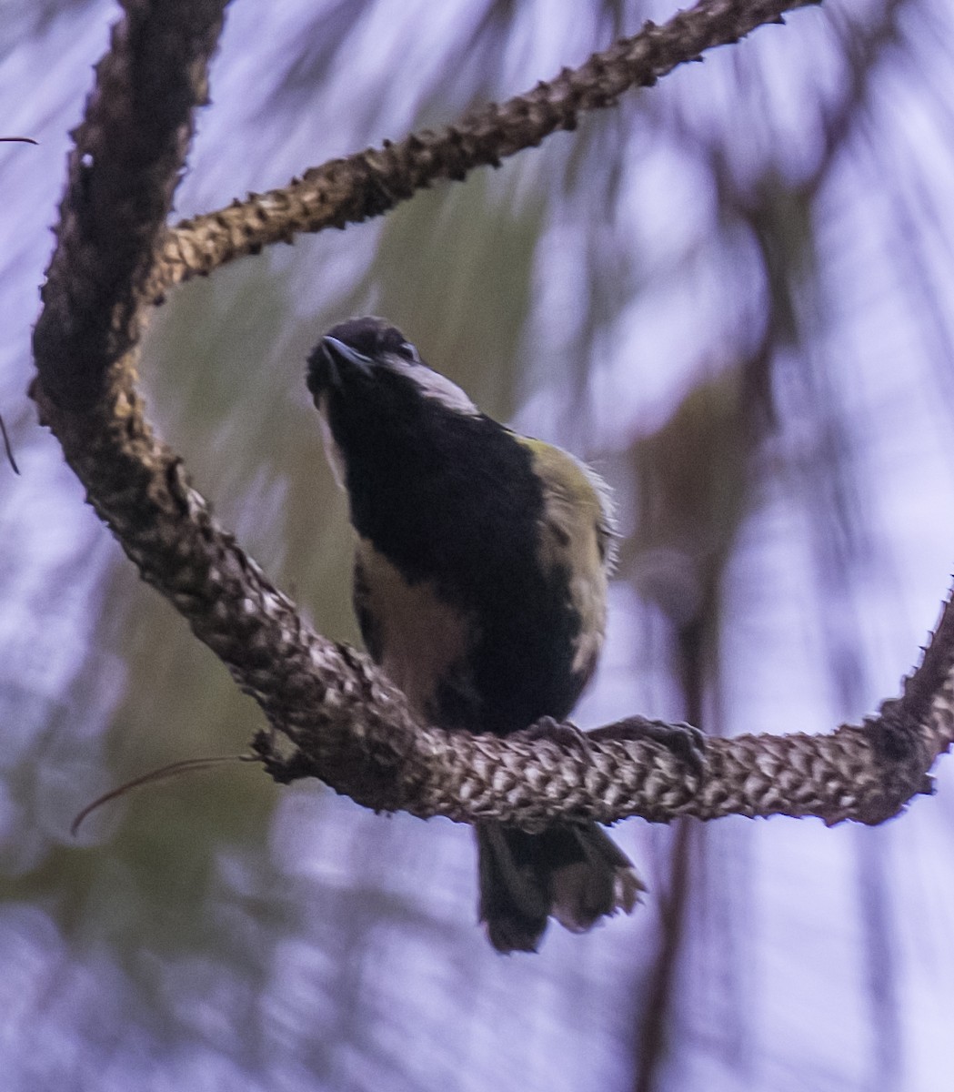 Green-backed Tit - David Hoar