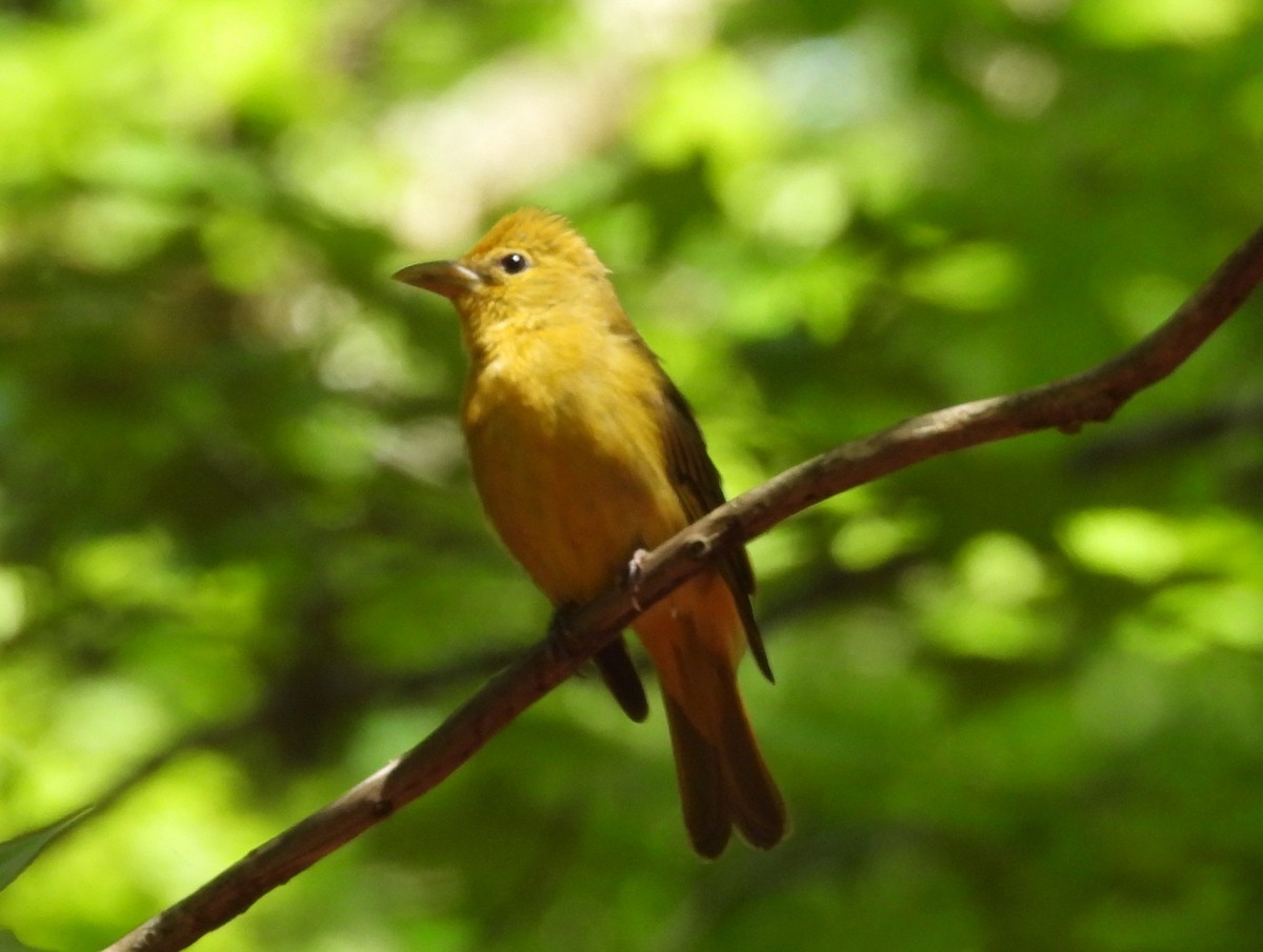 Summer Tanager - ML618773240