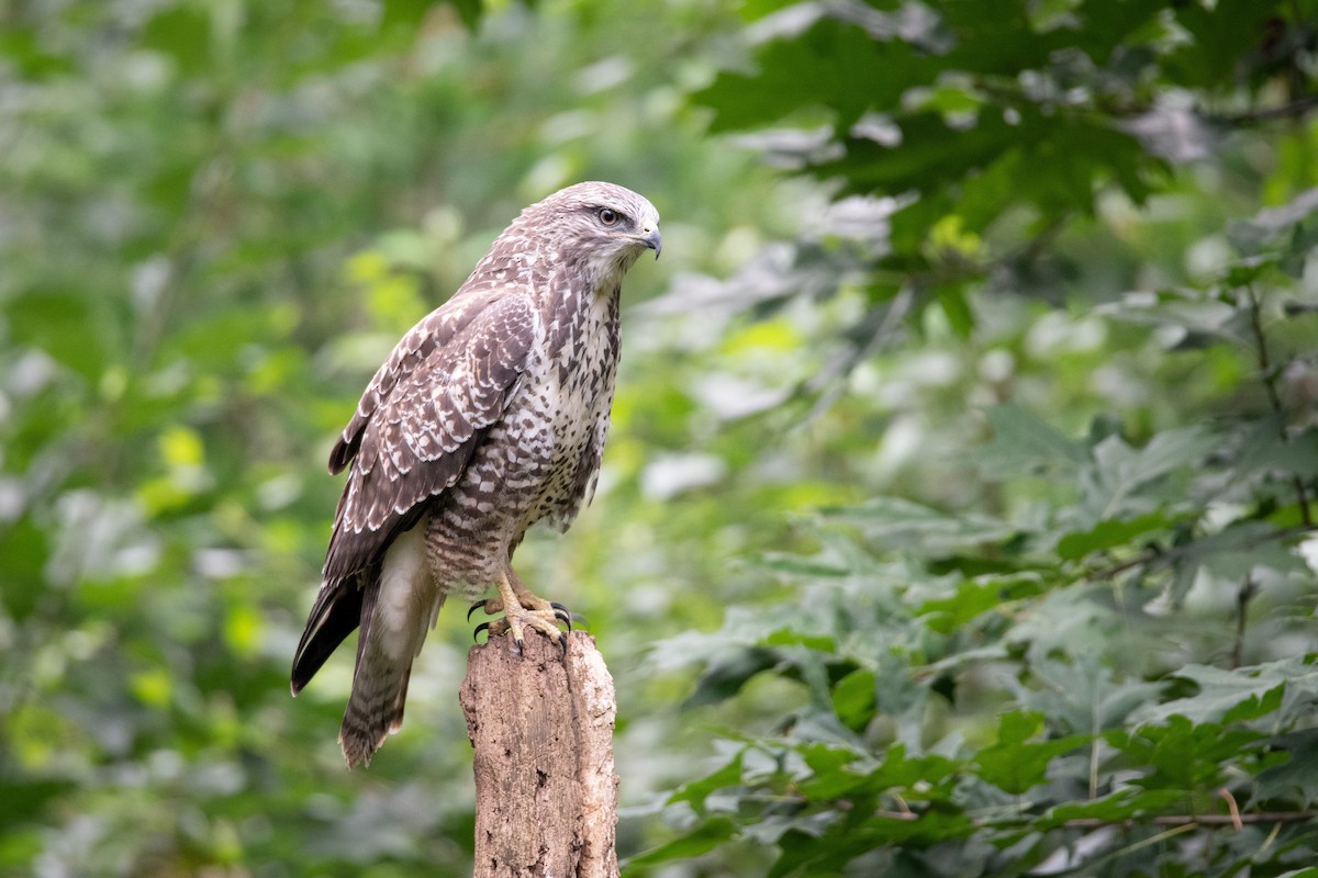 Common Buzzard - Guido Van den Troost