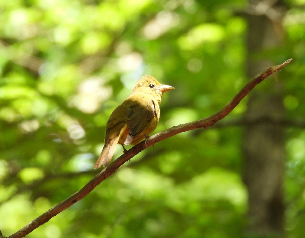Summer Tanager - ML618773243