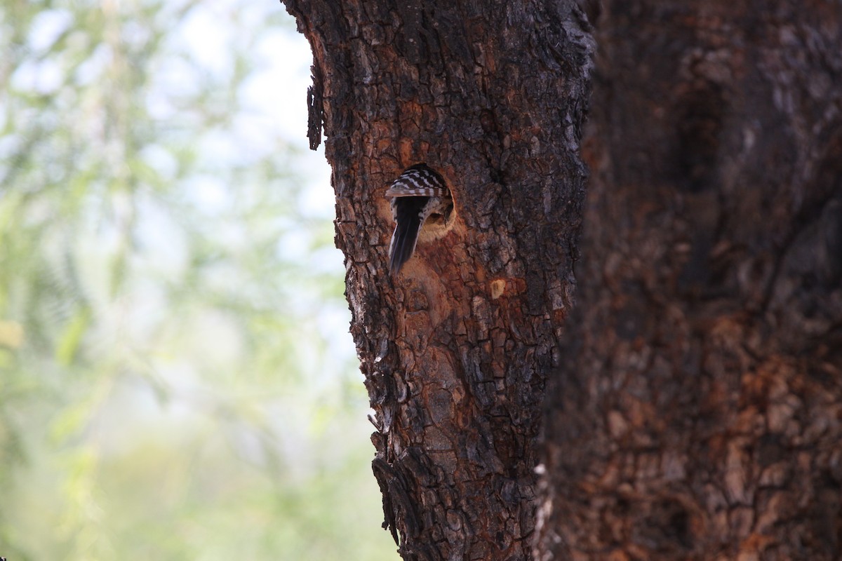 Ladder-backed Woodpecker - Guy David