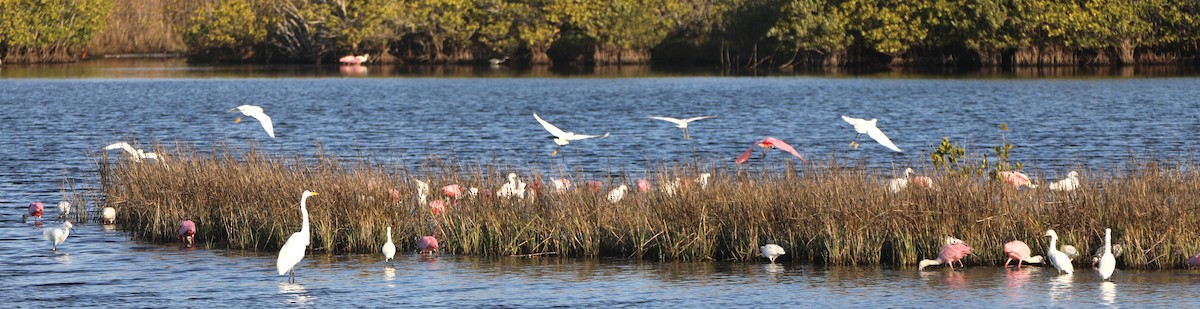 ub. fugl (Aves sp.) - ML618773255