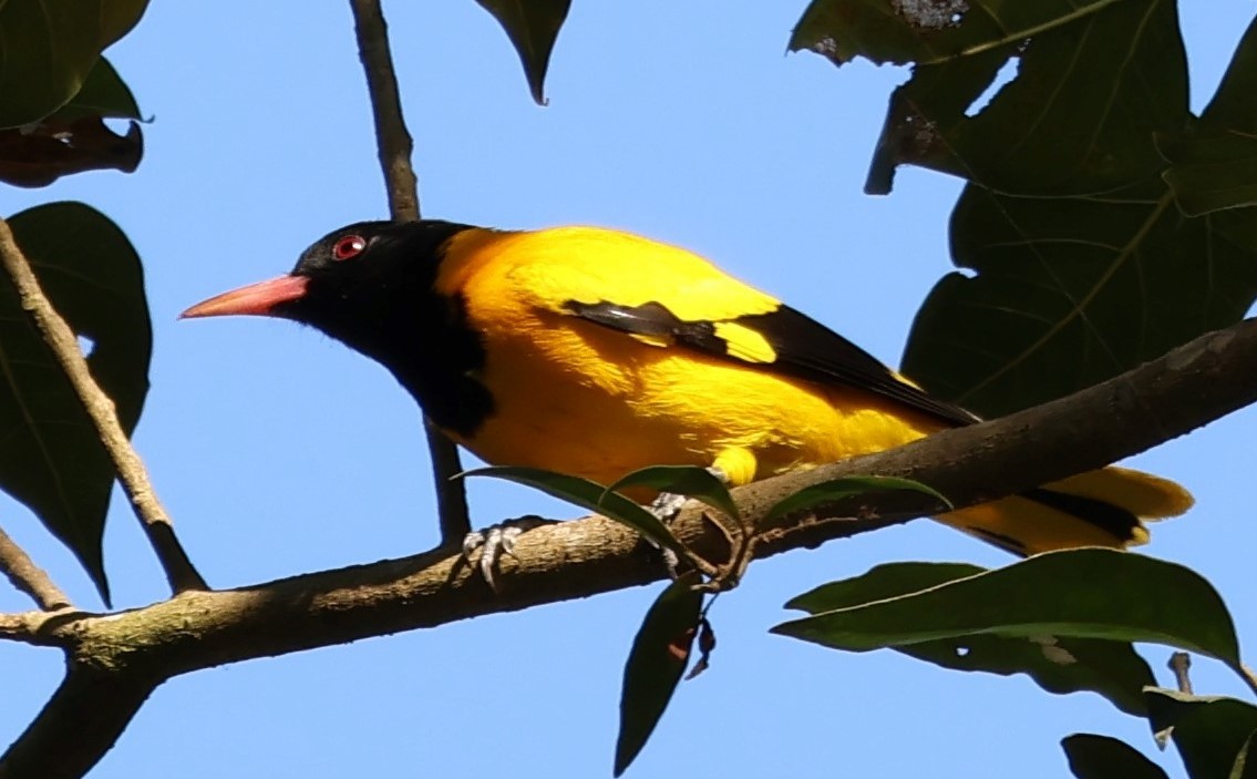 Black-hooded Oriole - ML618773271