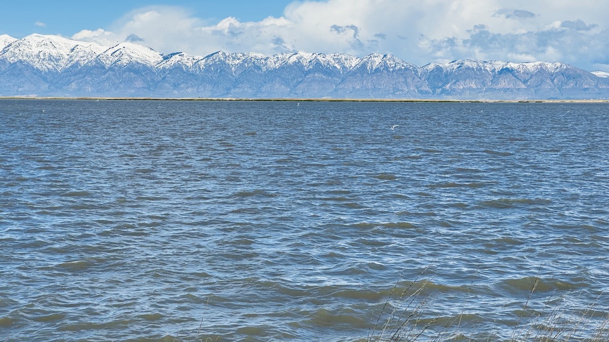 Forster's Tern - Theresa Zmola