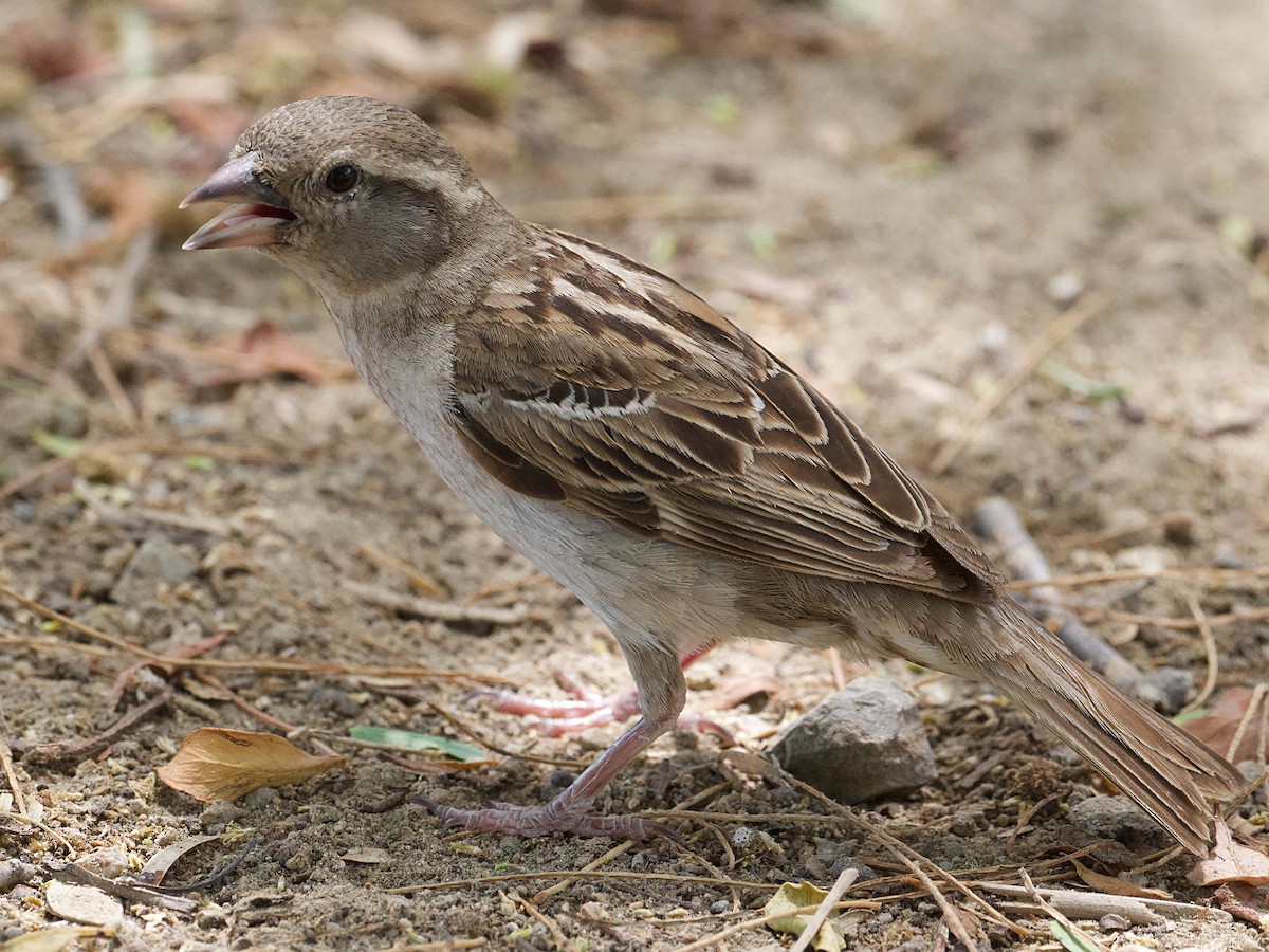 House Sparrow - Michael Tromp