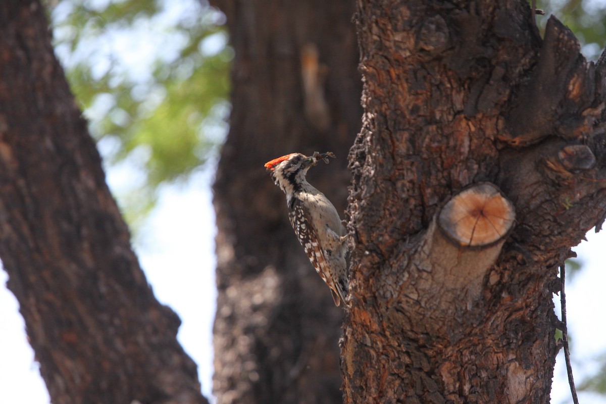 Ladder-backed Woodpecker - Guy David