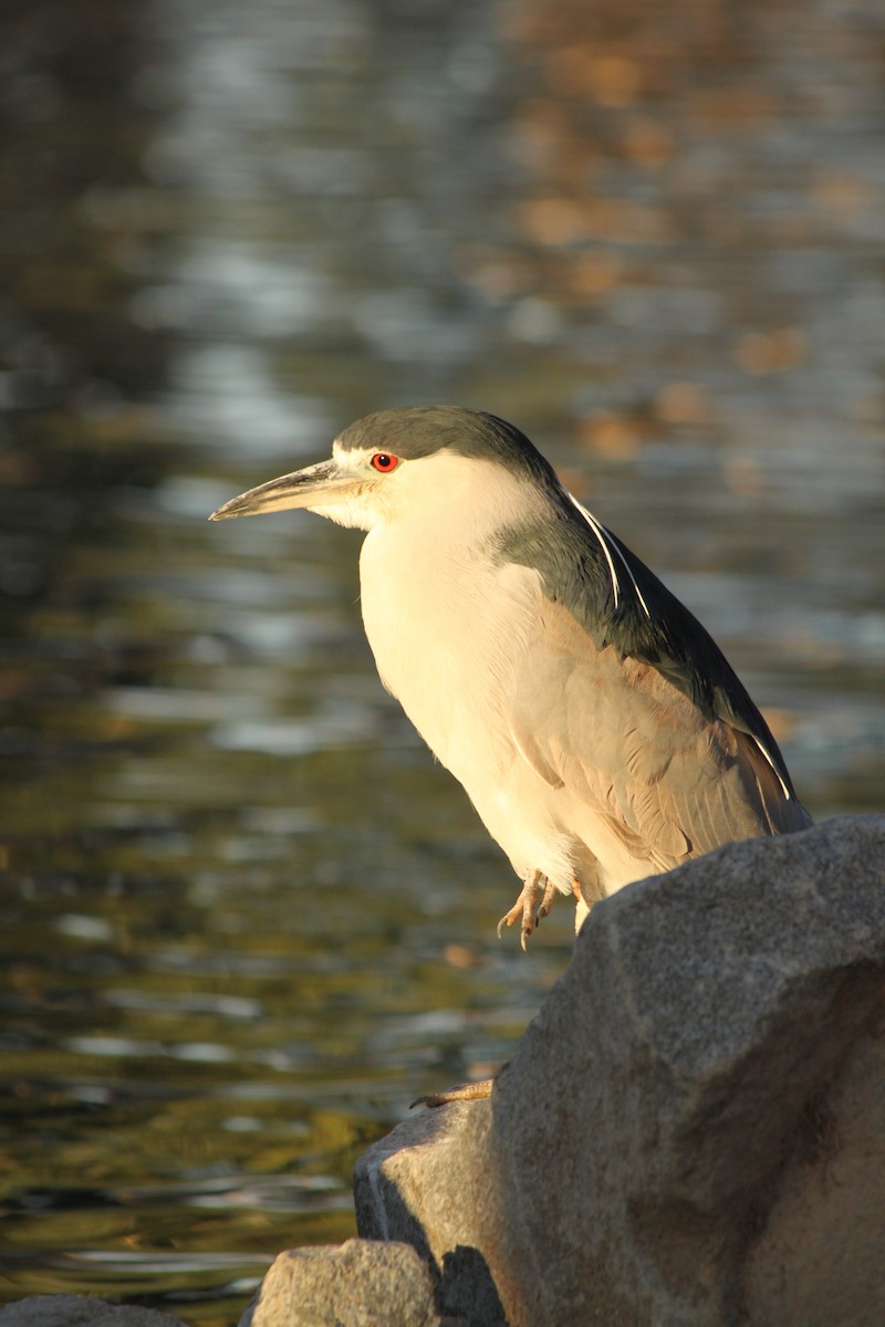 Black-crowned Night Heron - Andrew Gioannetti