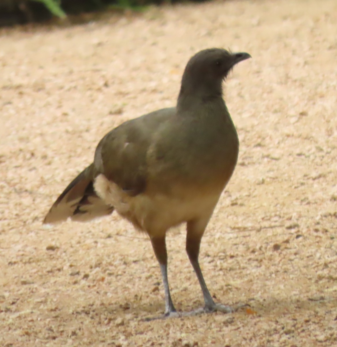 Plain Chachalaca - Bill Wright_cc