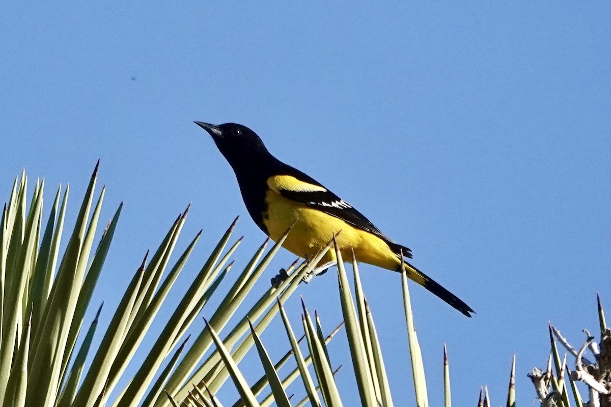 Scott's Oriole - ML618773328