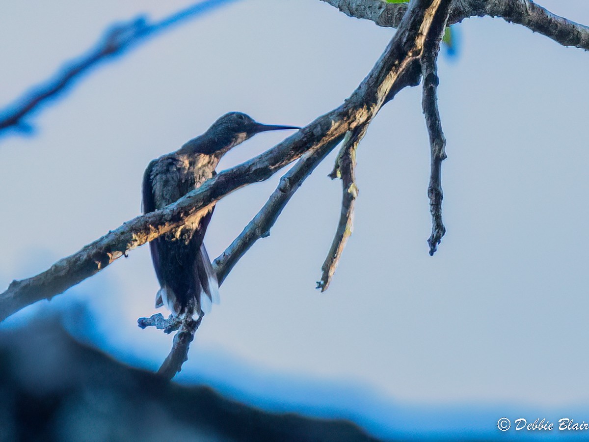 Scaly-breasted Hummingbird - Debbie Blair