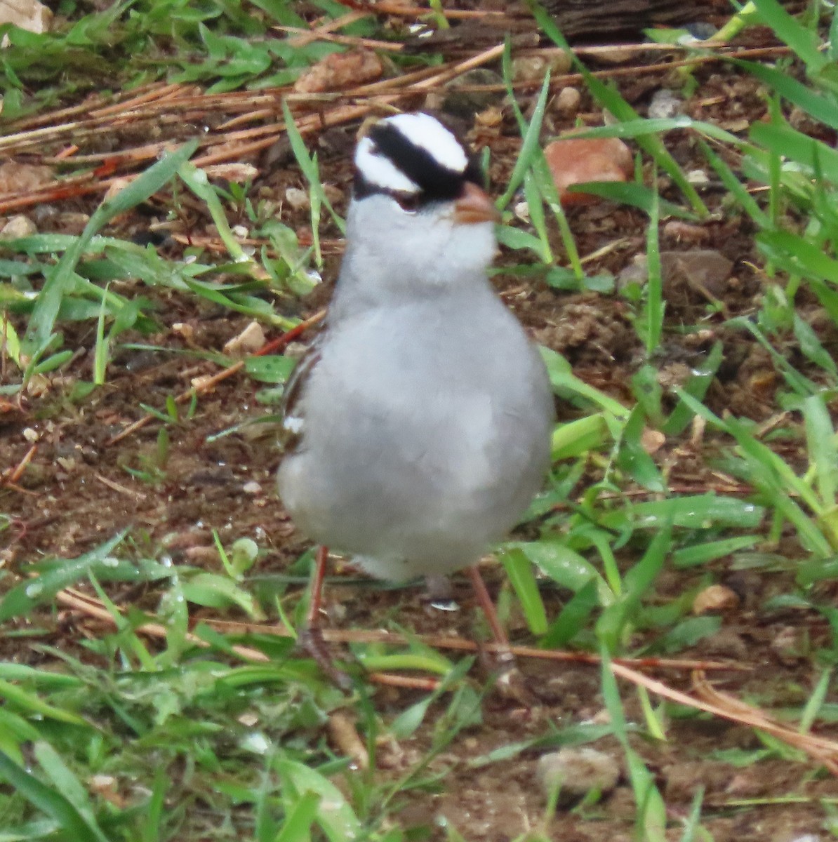 White-crowned Sparrow - peter weber