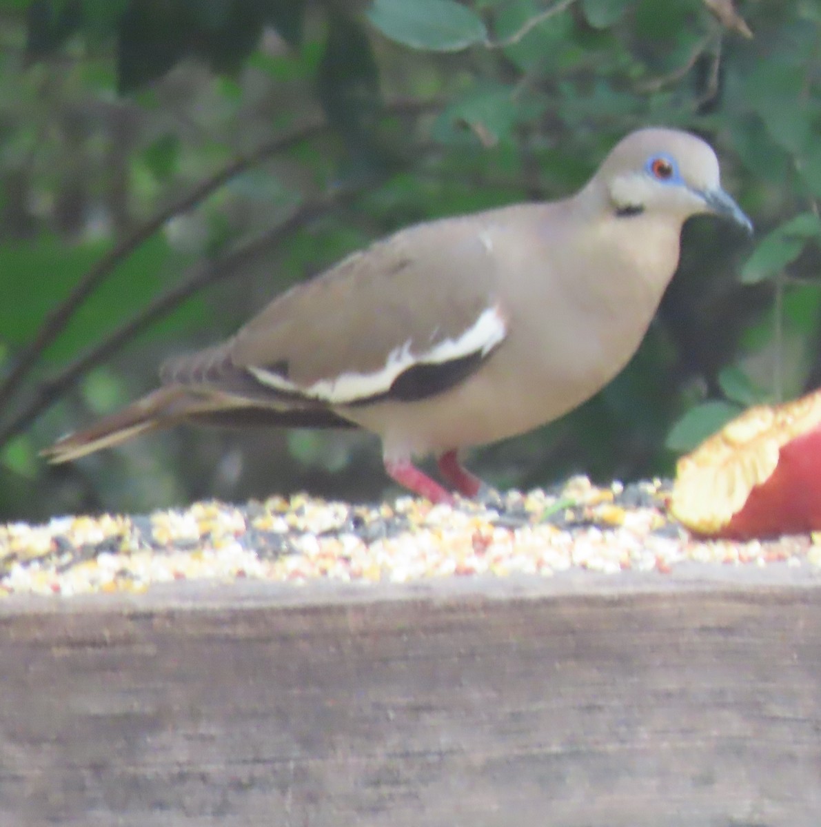 White-winged Dove - ML618773360