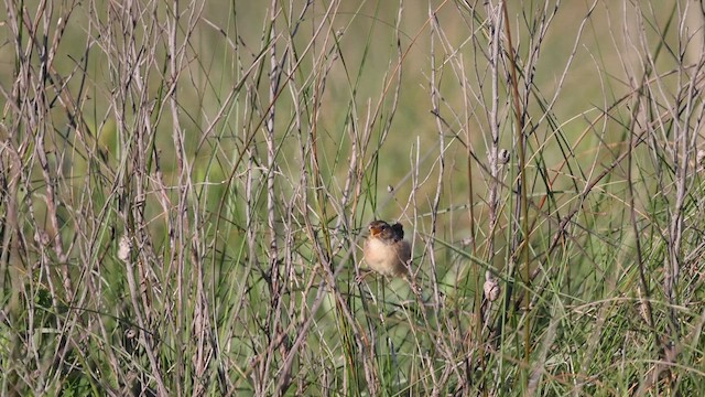 Sedge Wren - ML618773365