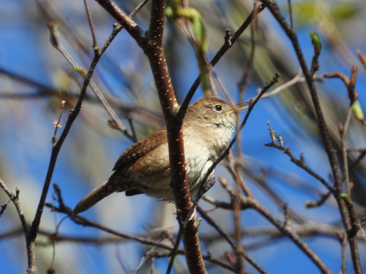 House Wren - Chantal Côté