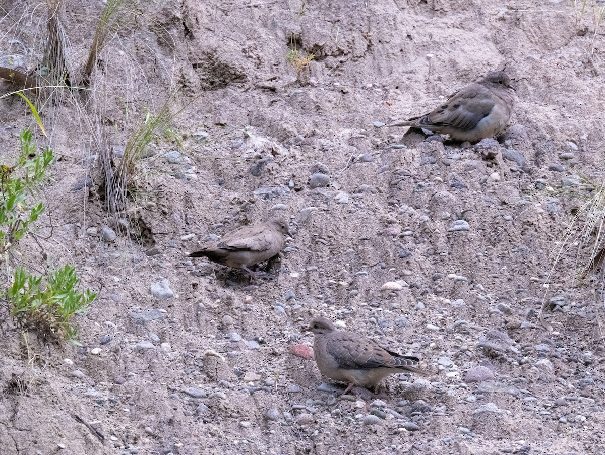 Croaking Ground Dove - Gerhard Josef Bauer