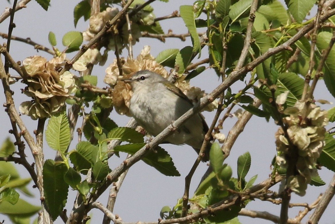 Tennessee Warbler - Laurens Halsey