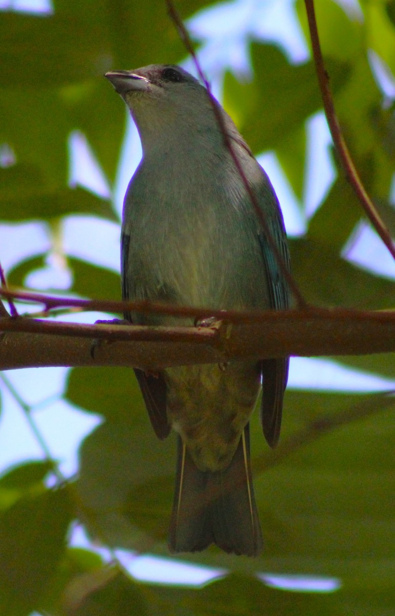 Azure-shouldered Tanager - Pedro Behne