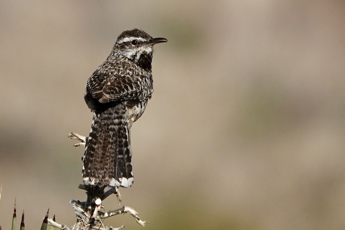 Cactus Wren - Susan Goodrich