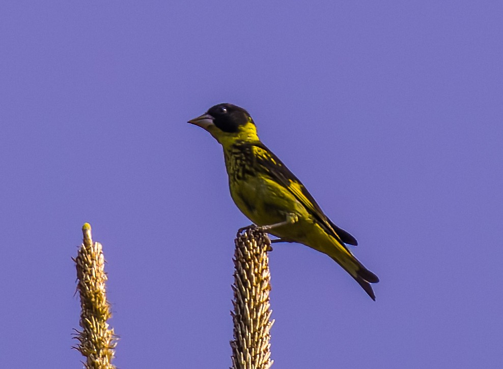 Vietnamese Greenfinch - ML618773414