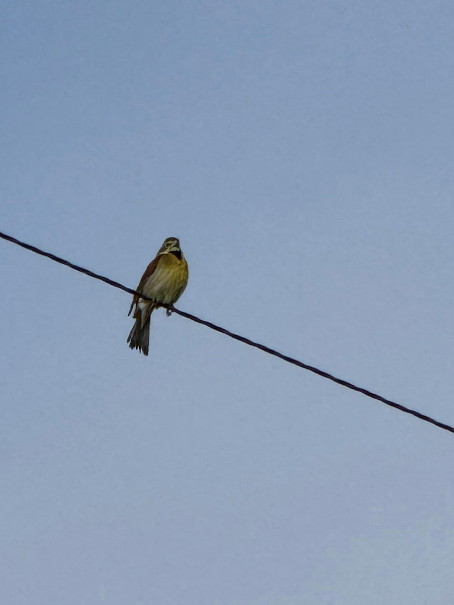 Dickcissel - Kristen Brown