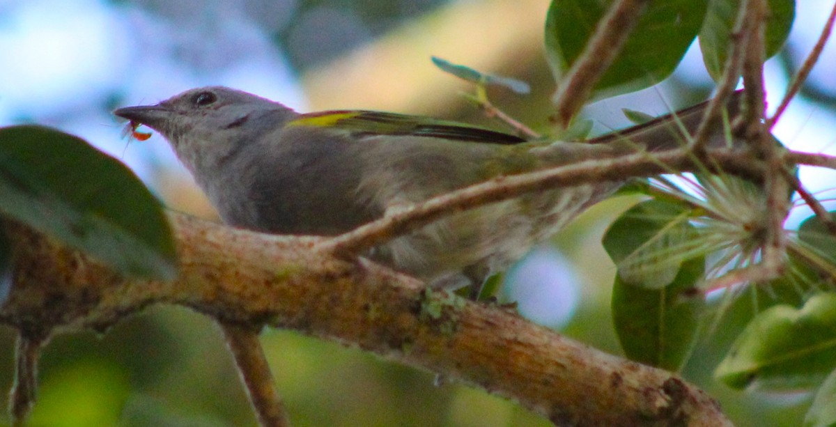 Golden-chevroned Tanager - Pedro Behne