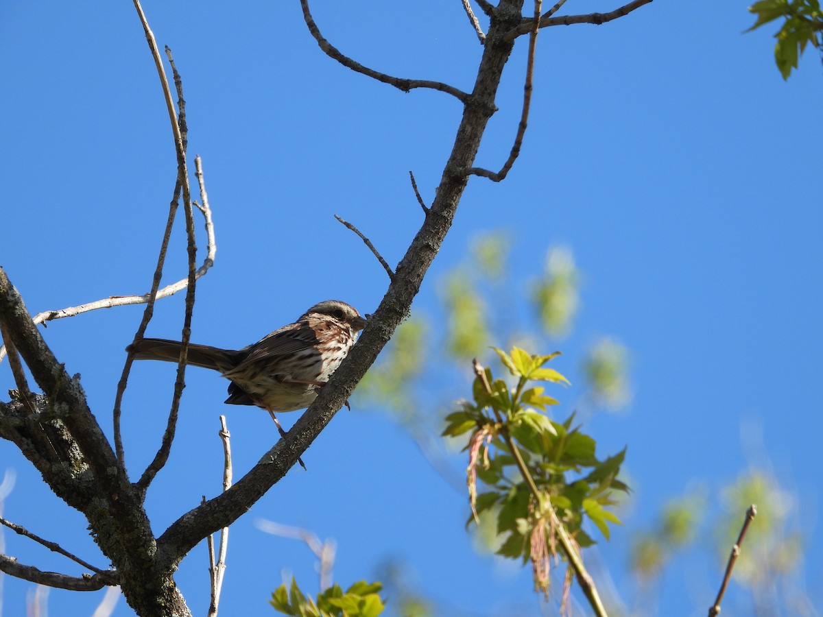 Song Sparrow - Chantal Côté