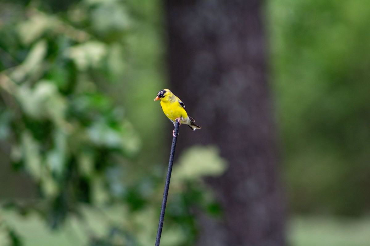 American Goldfinch - Abbi Martin