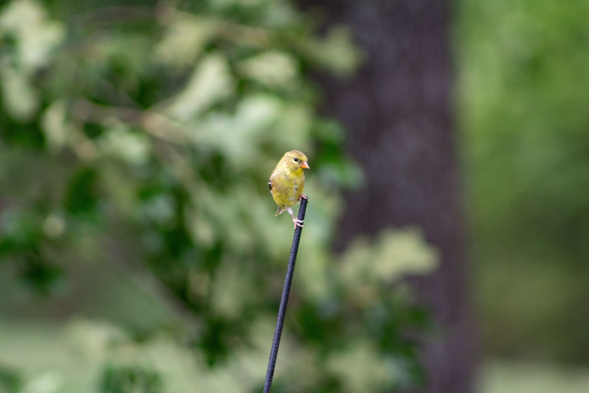 American Goldfinch - Abbi Martin