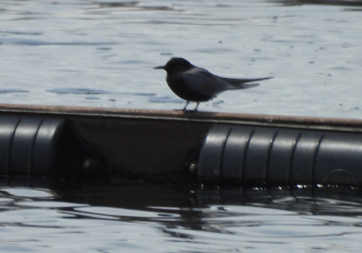 Black Tern - ML618773432