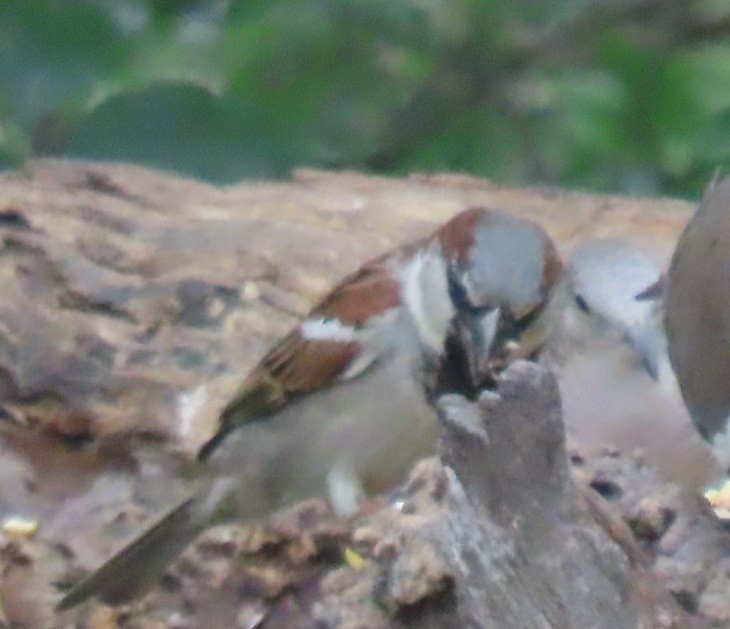 House Sparrow - Bill Wright_cc