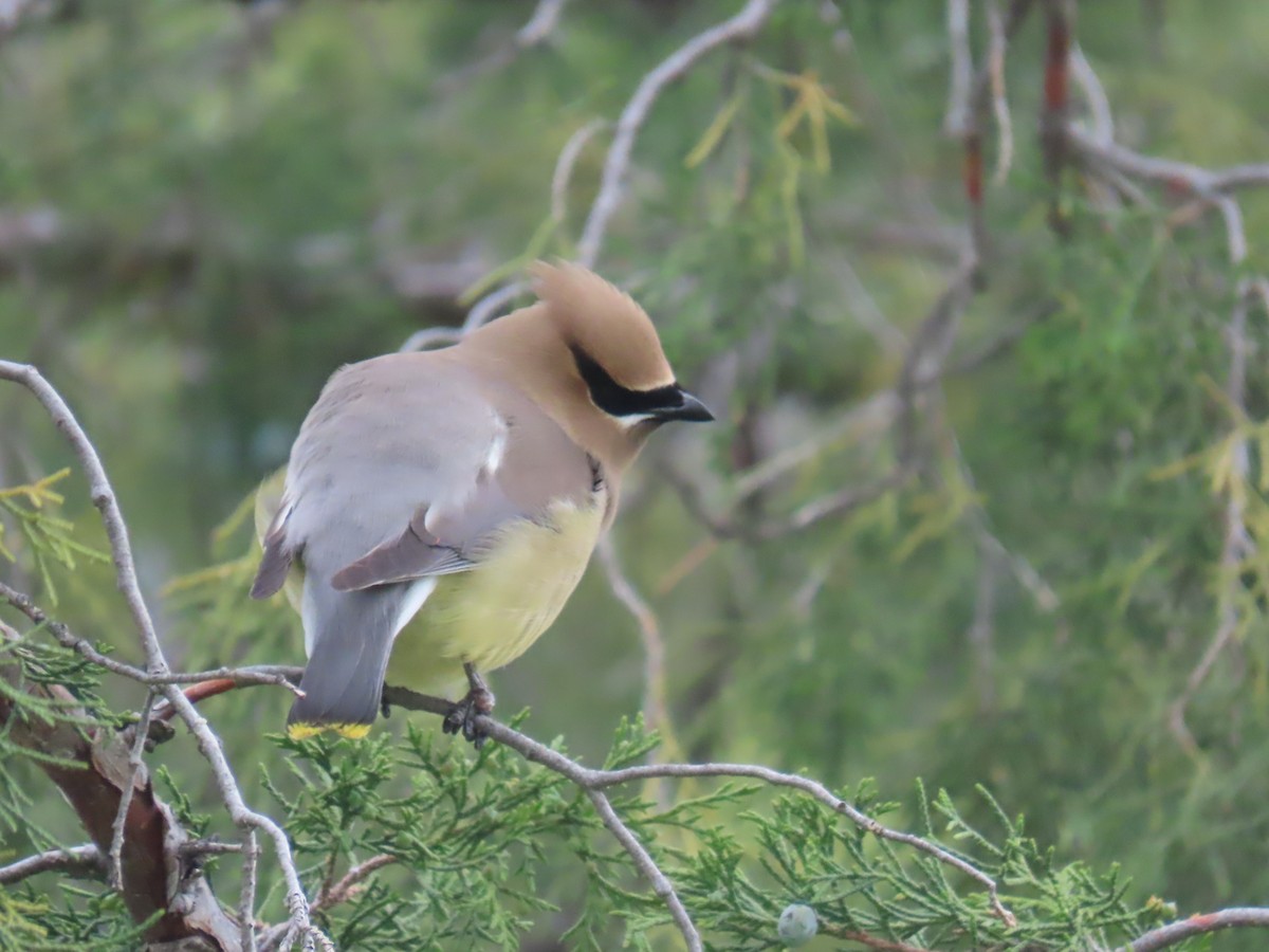 Cedar Waxwing - Katherine Holland