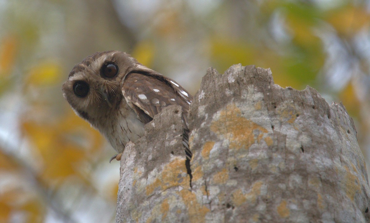 Bare-legged Owl - Giuseppe Speranza