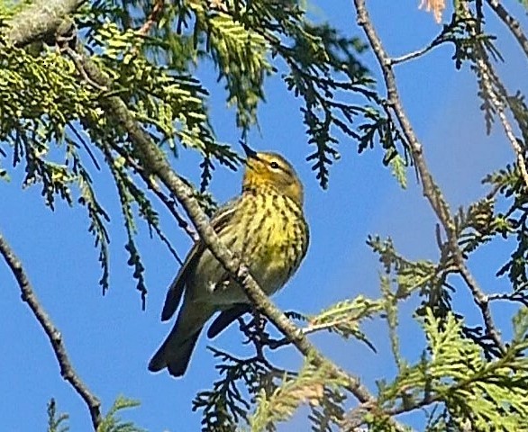 Cape May Warbler - ML618773460