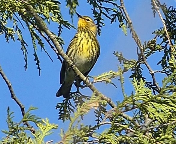 Cape May Warbler - ML618773474