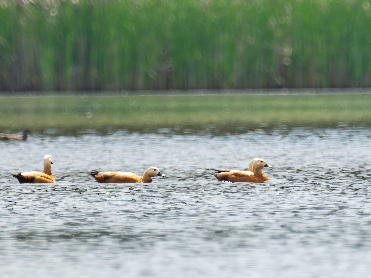 Ruddy Shelduck - Andrej Bremer