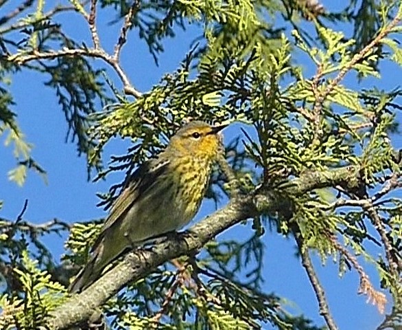 Cape May Warbler - ML618773488