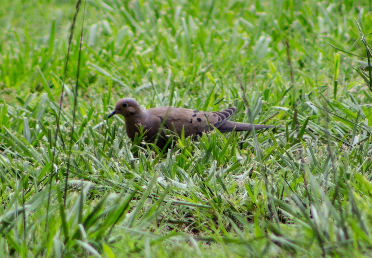 Mourning Dove - ML618773498