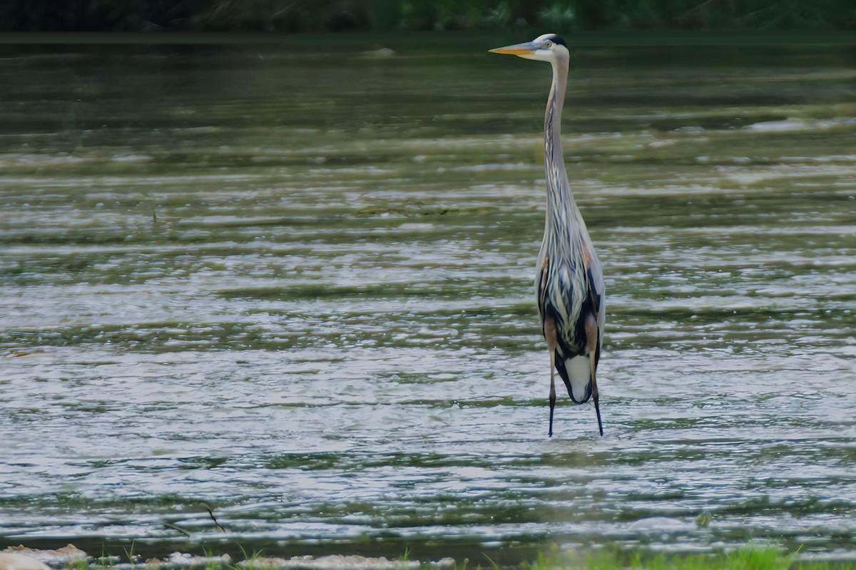 Great Blue Heron - ML618773500