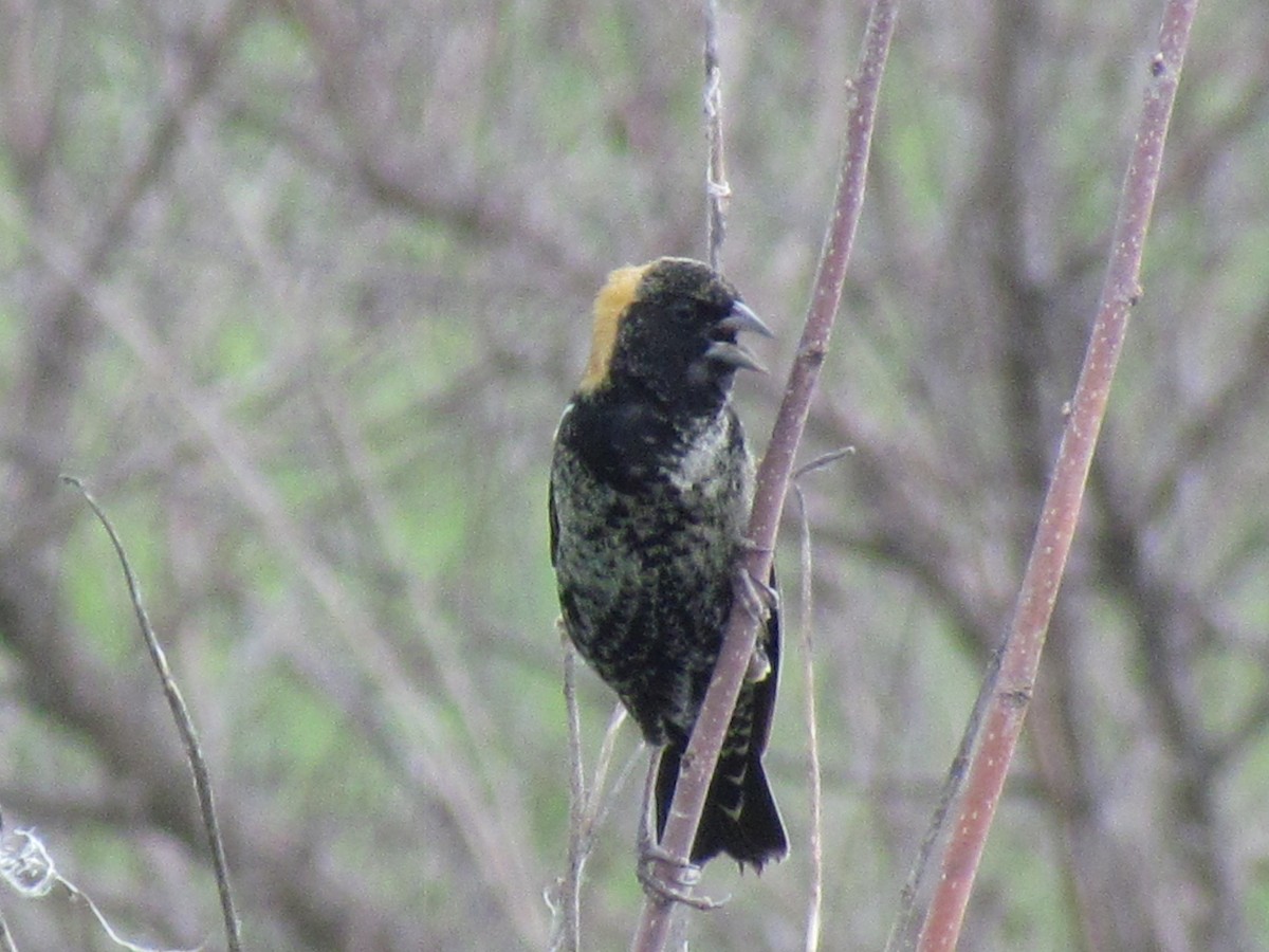 Bobolink - ML618773507