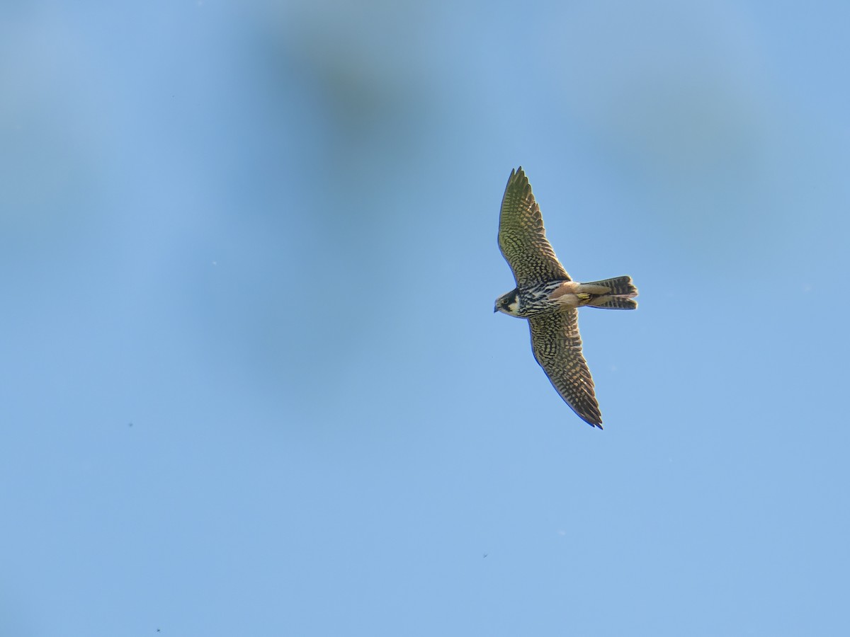 Eurasian Hobby - Andrej Bremer