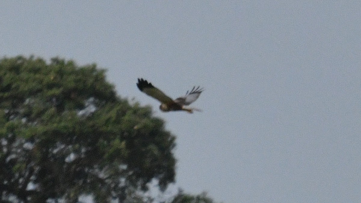 Western Marsh Harrier - Carl Winstead